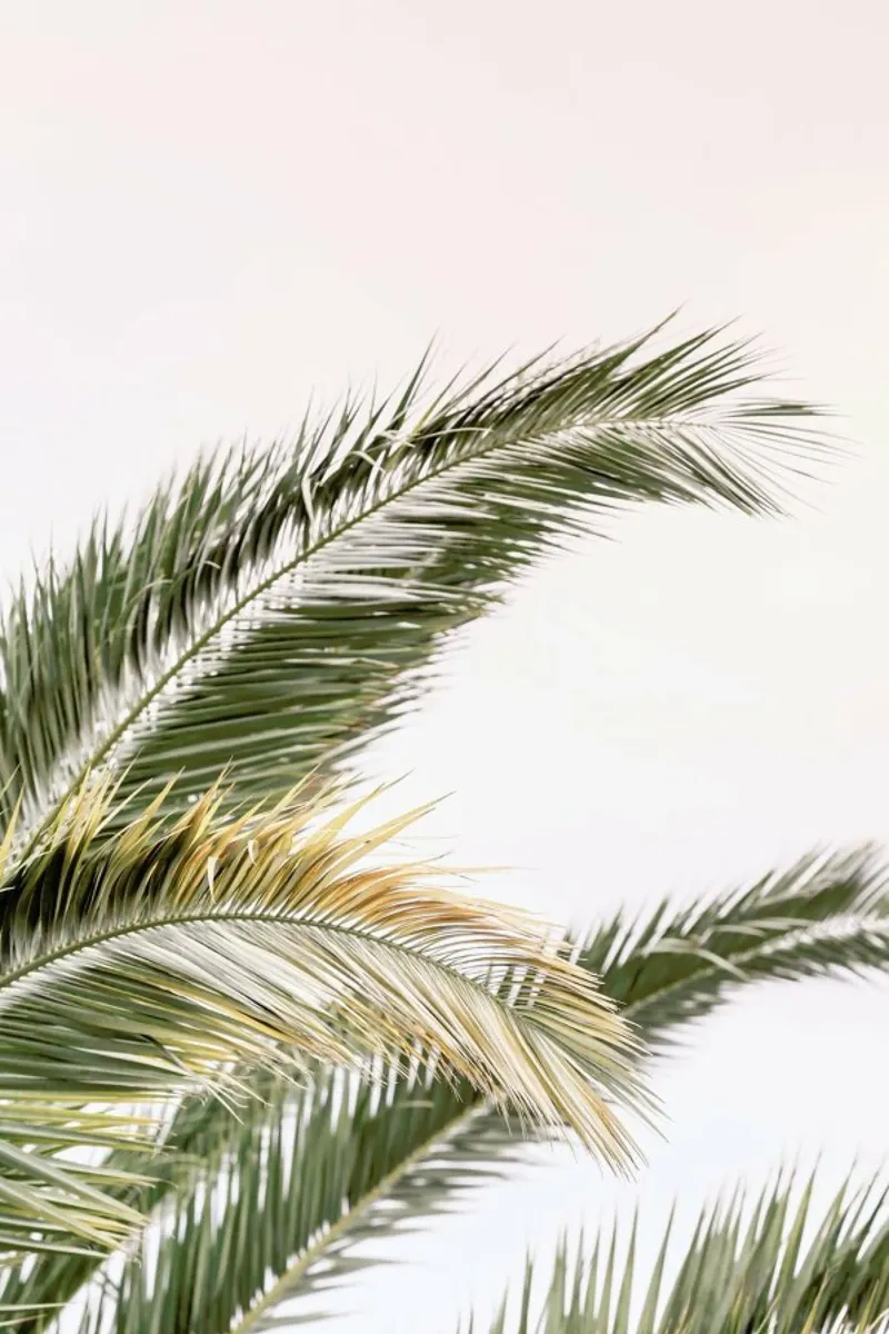 Oasis Palm 3 carta hahnemühle da Shot By Clint
