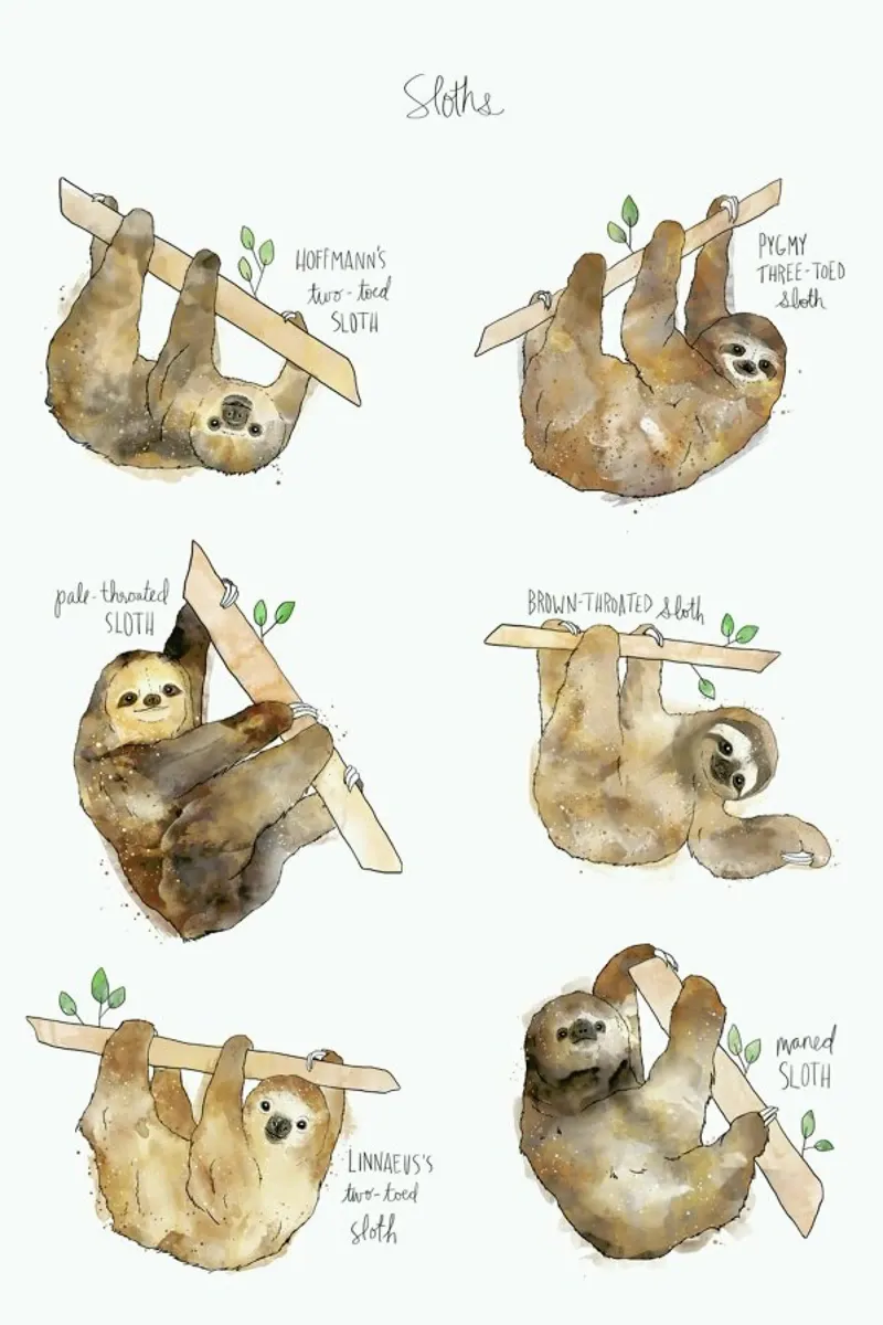 Sloths backlit folie van Amy Hamilton