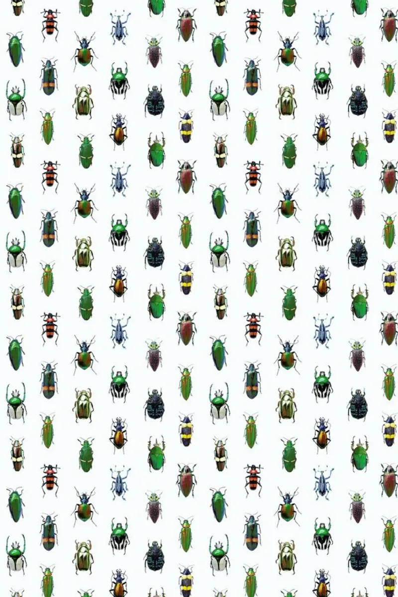 Beetles pellicola backlit da Curious Collections by Marielle Leenders
