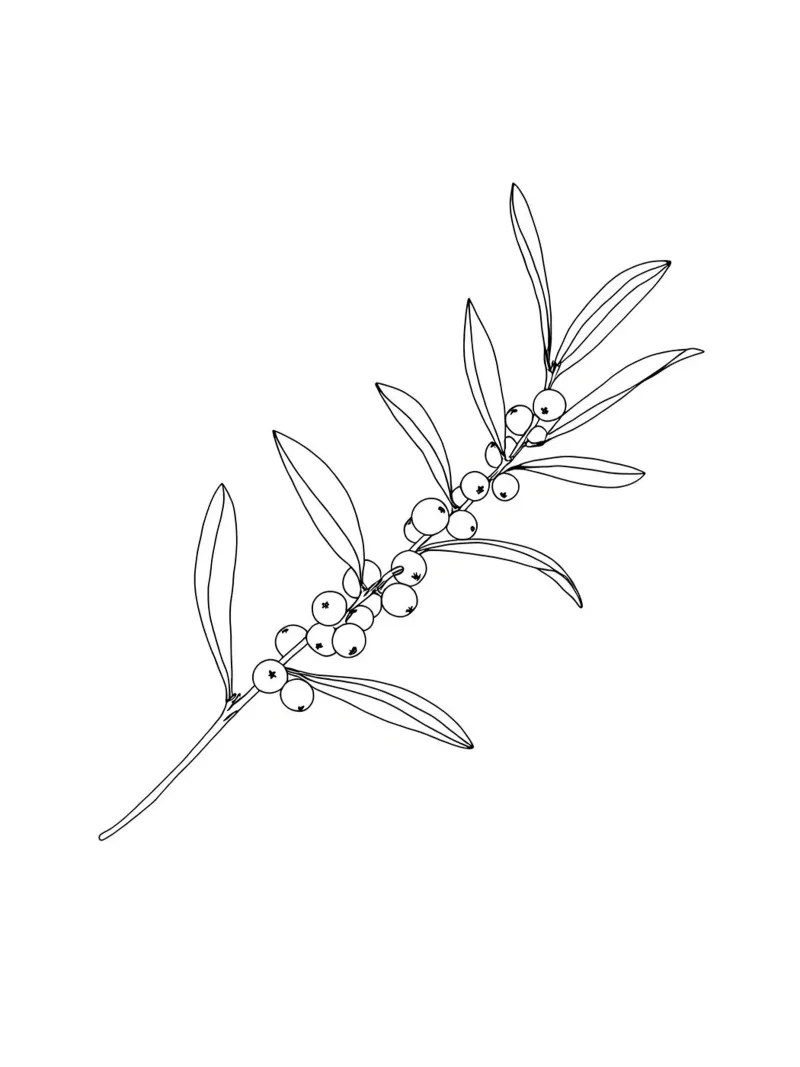 Ramo di bacche - Line Art minimalista carta hahnemühle da Viv Line Art