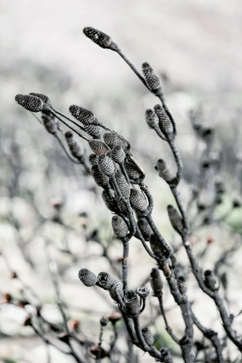 Swartberg Protea 4 pellicola backlit da Shot By Clint