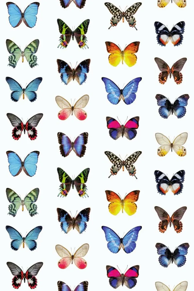 Colourful Butterflies pellicola backlit da Curious Collections by Marielle Leenders
