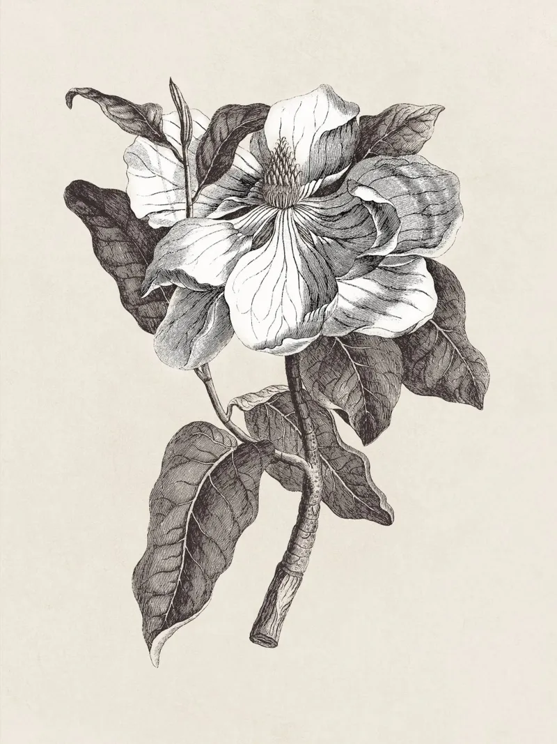 Magnolia Sketch no. 1 alluminio dibond da apoloprints