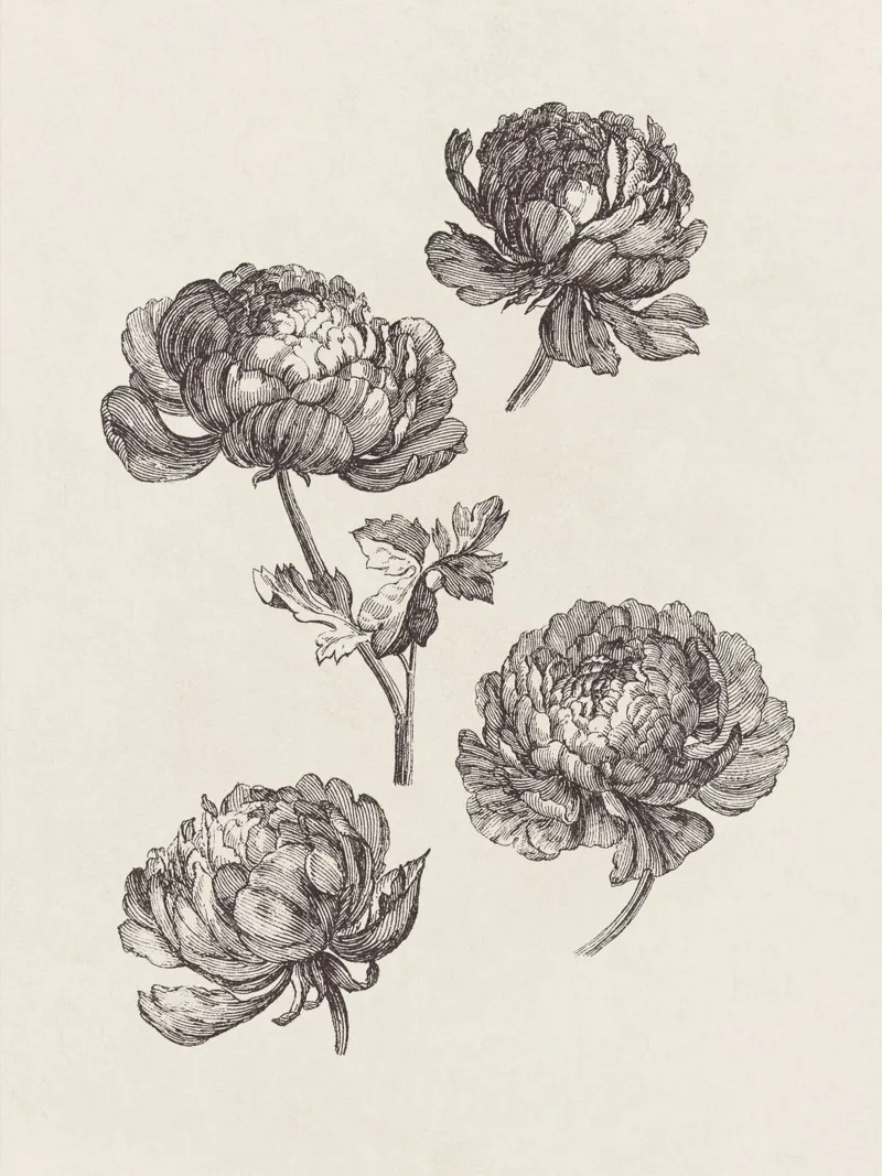 Peonies Sketch no. 1 pellicola backlit da apoloprints