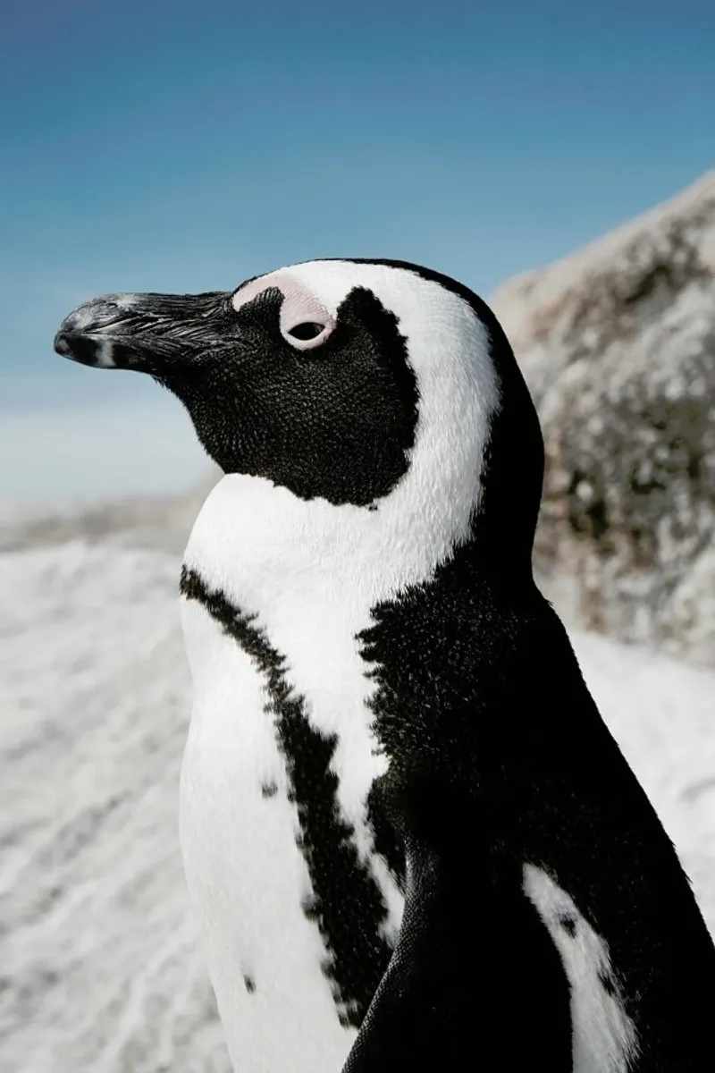 Penguin carta hahnemühle da Laura Palm