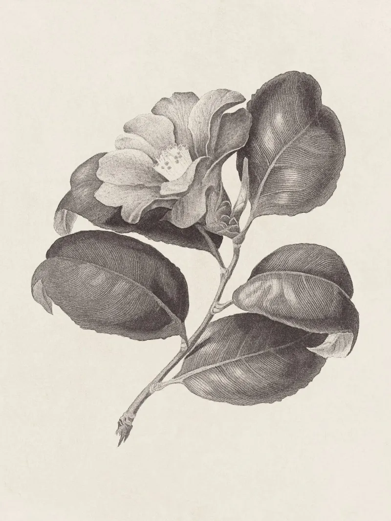 Camellia Sketch no. 1 carta hahnemühle da apoloprints