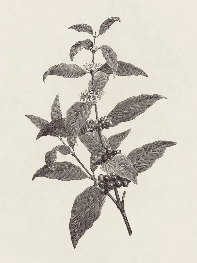 Coffee Branch Sketch no. 2 carta hahnemühle da apoloprints