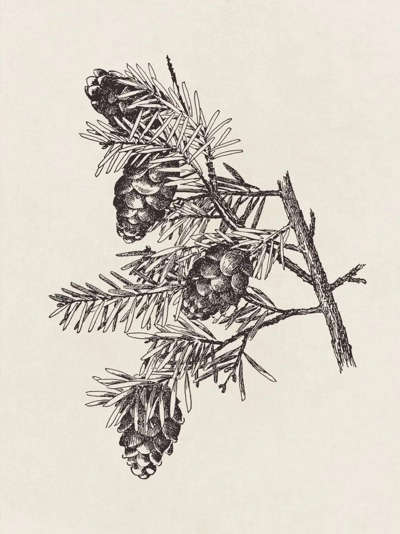Hemlock Pinecone Sketch plexiglass da apoloprints