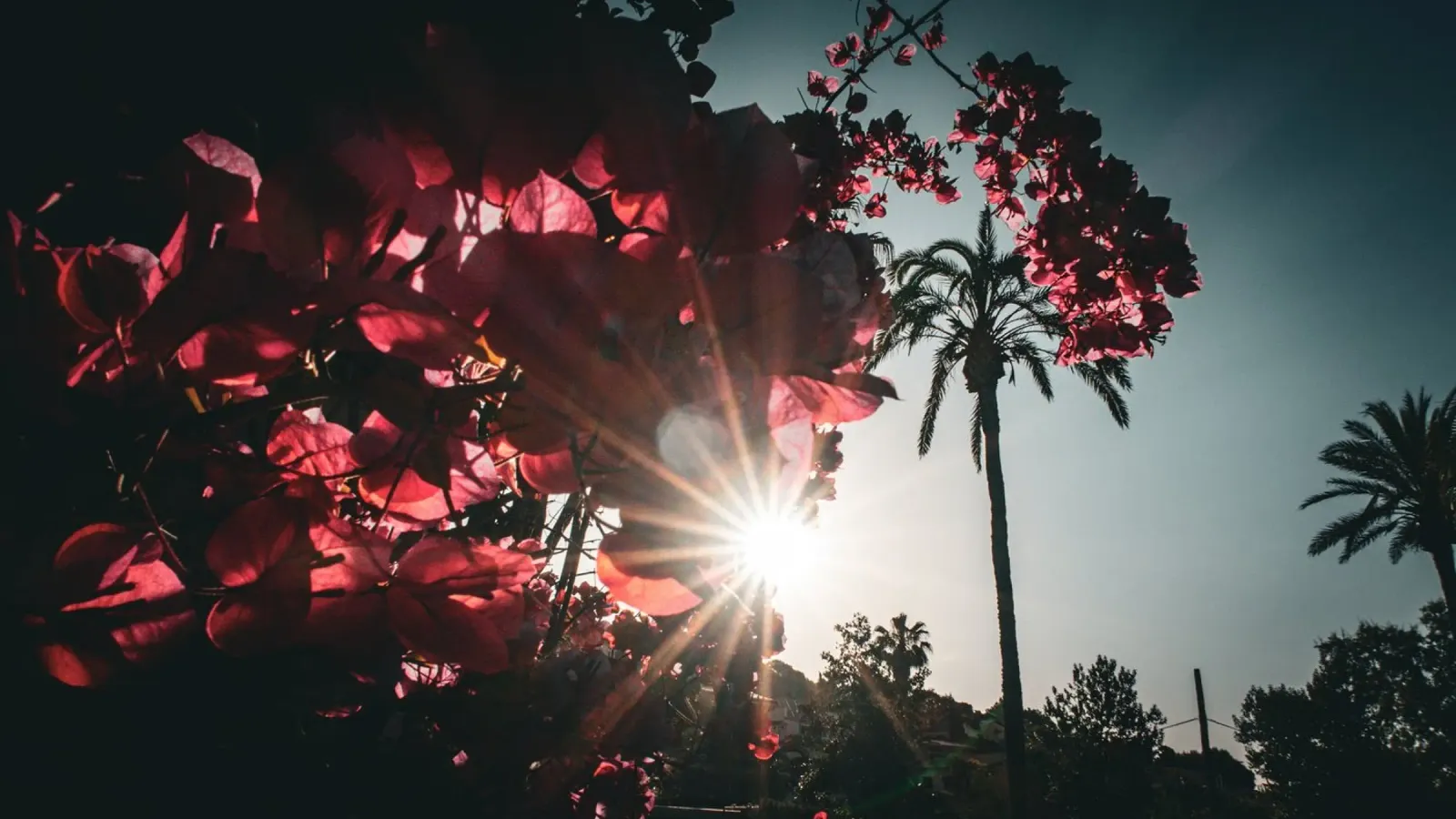 Sun Day carta hahnemühle da Flo Klein