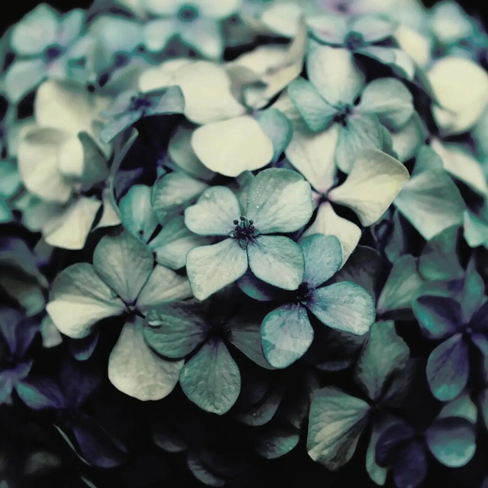 Moody Blues pellicola backlit da Ingrid Beddoes