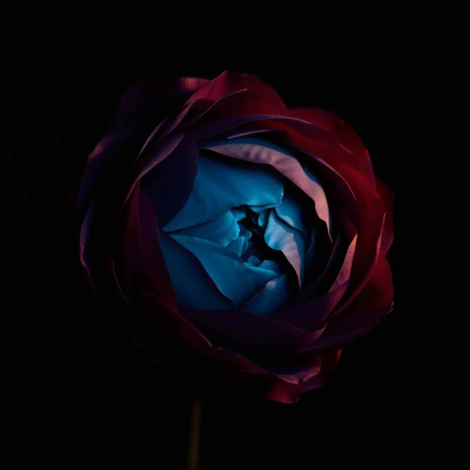 Vibrant rose with illuminated blue center intricate petal canvas with Floater frame by DesignDoodle