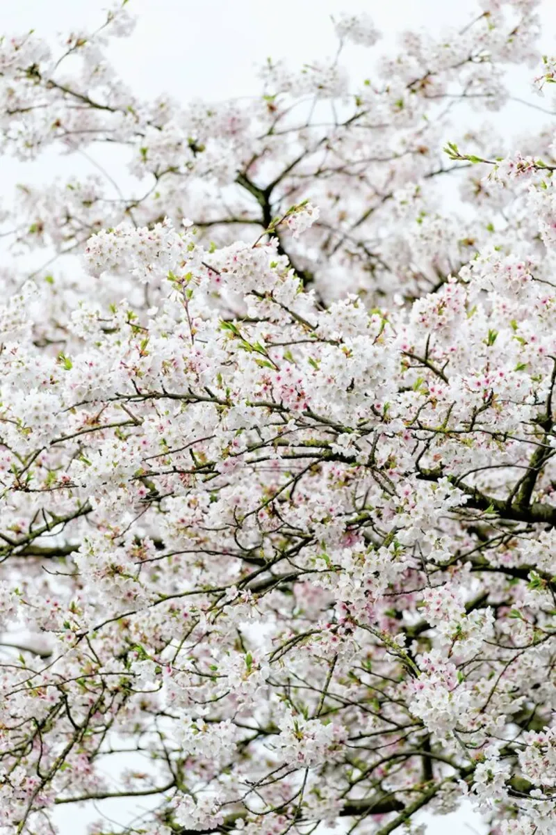 Blossom White 2 poster avec cadre en aluminium de Curious Collections by Marielle Leenders