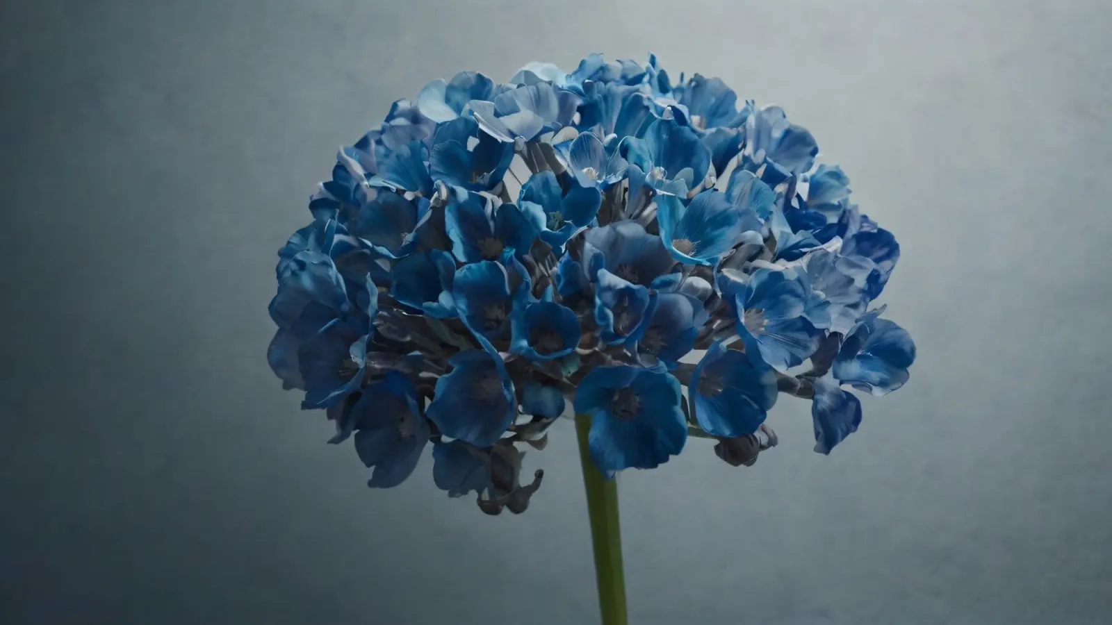 Hortensia bleu vif fleurissant sur un fond texturé hahnemühle de DesignDoodle