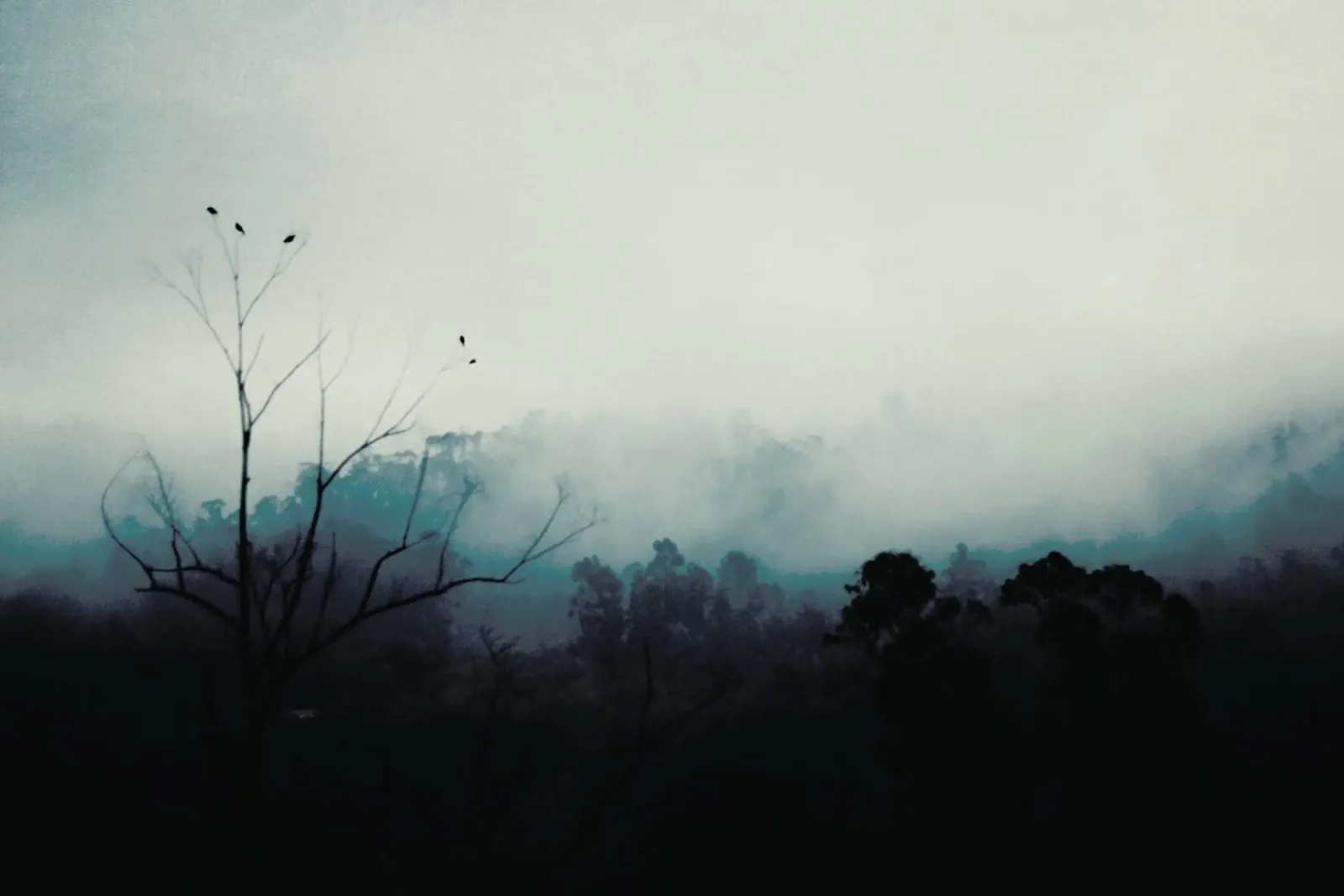 Bird Song pellicola backlit da Ingrid Beddoes