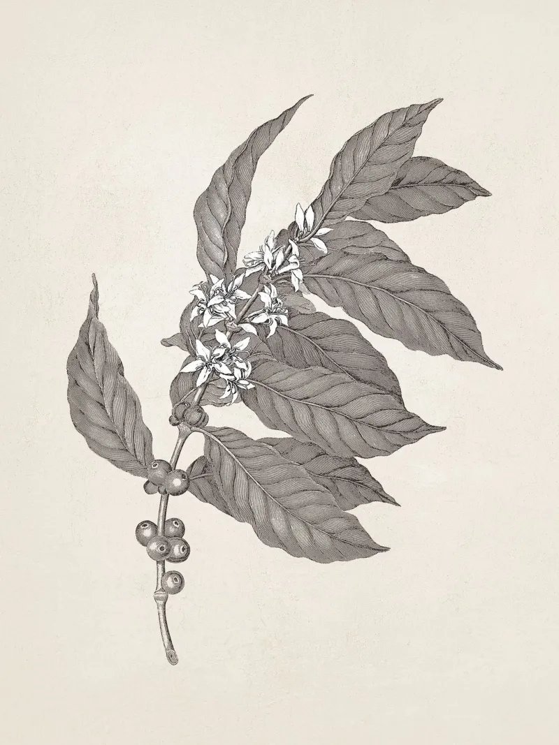 Coffee Branch Sketch no. 3 alluminio dibond da apoloprints