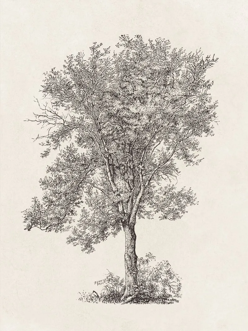 Tree Sketch - Aspen plexiglass da apoloprints