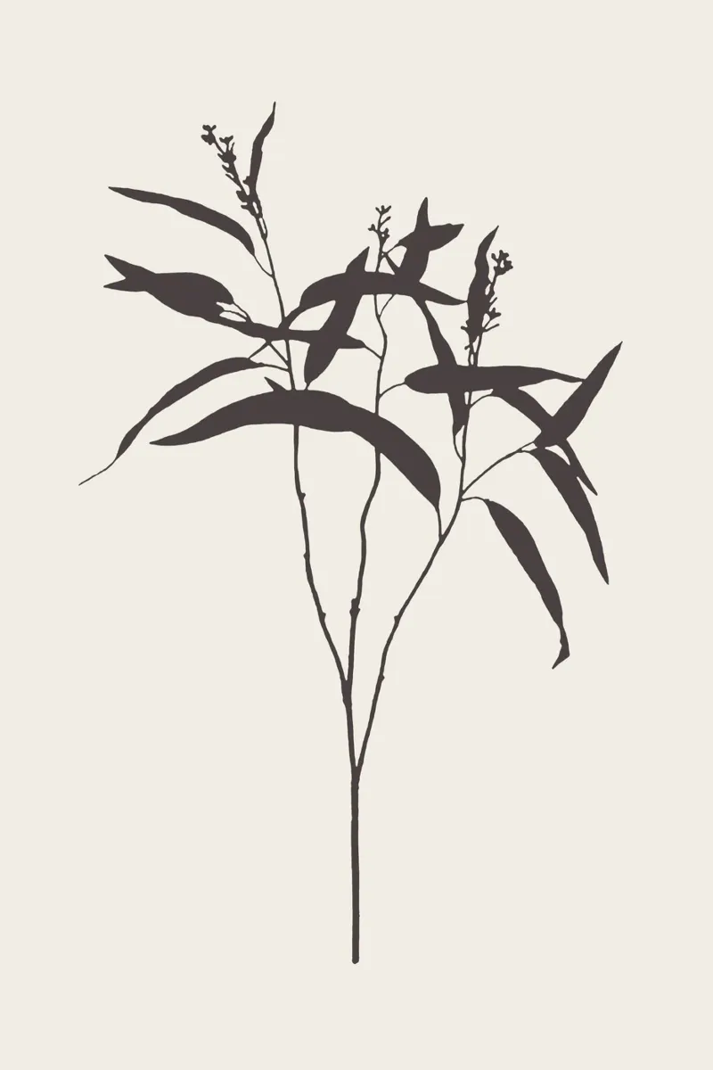 Eucalyptus branch plexiglass da apoloprints