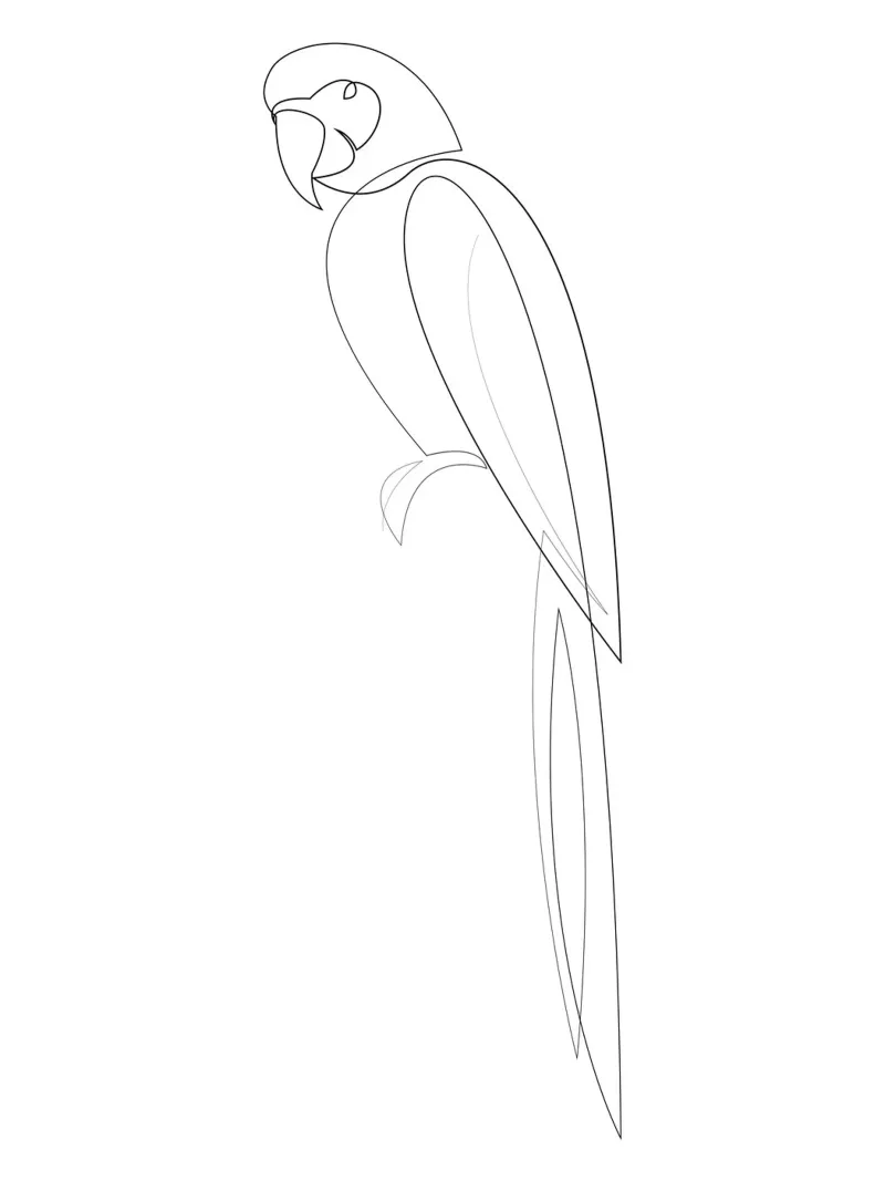 Macaw - one line parrot pellicola backlit da Addillum