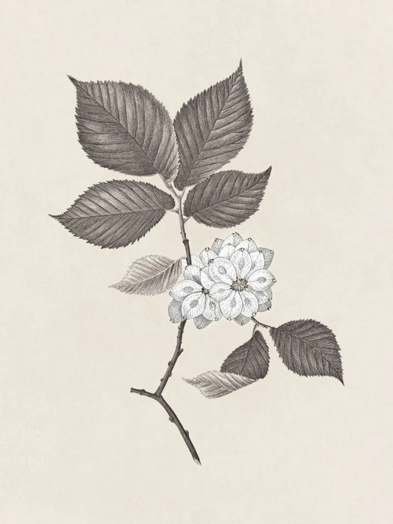 Elm Branch Sketch no. 2 pannello forex da apoloprints