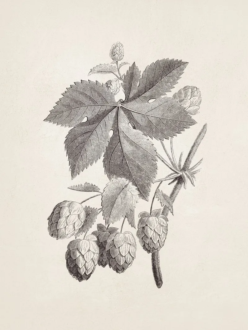 Hops Branch Sketch no. 1 carta hahnemühle da apoloprints