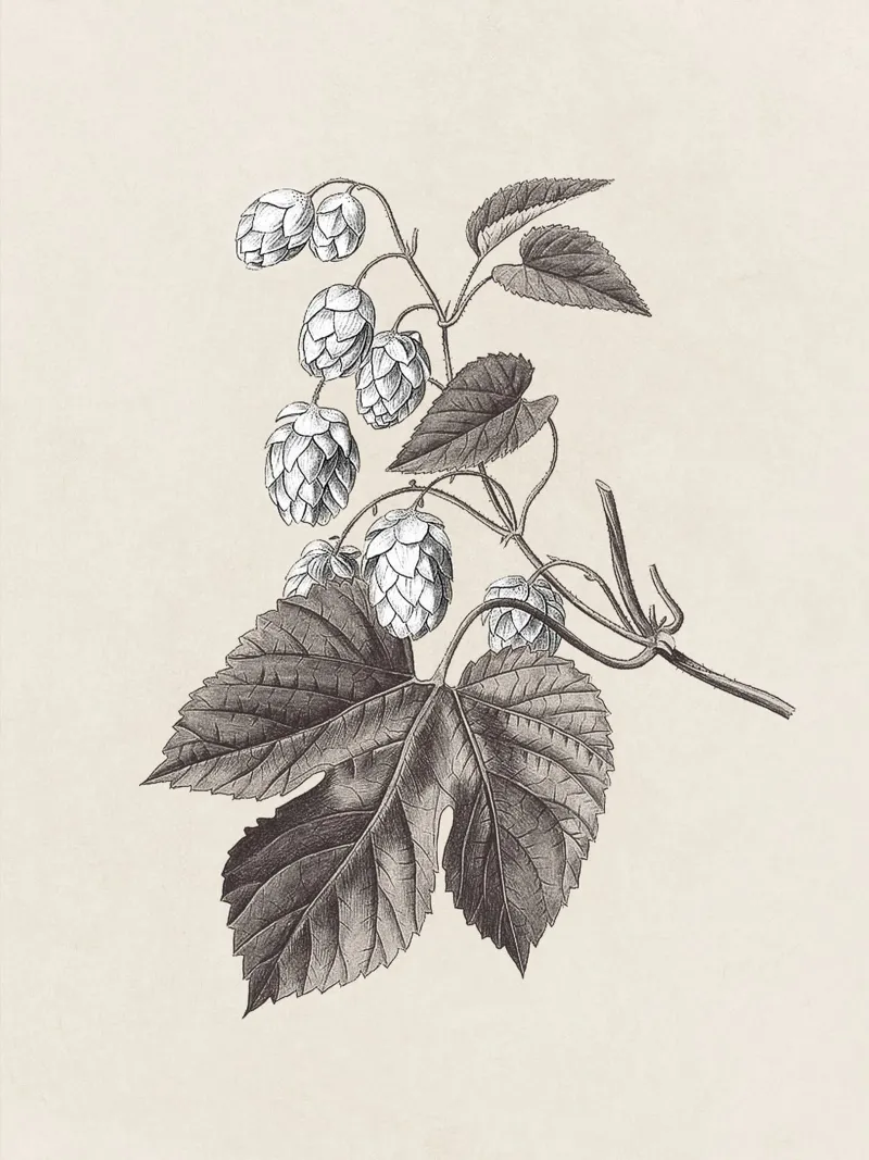 Hops Branch Sketch no. 2 carta hahnemühle da apoloprints