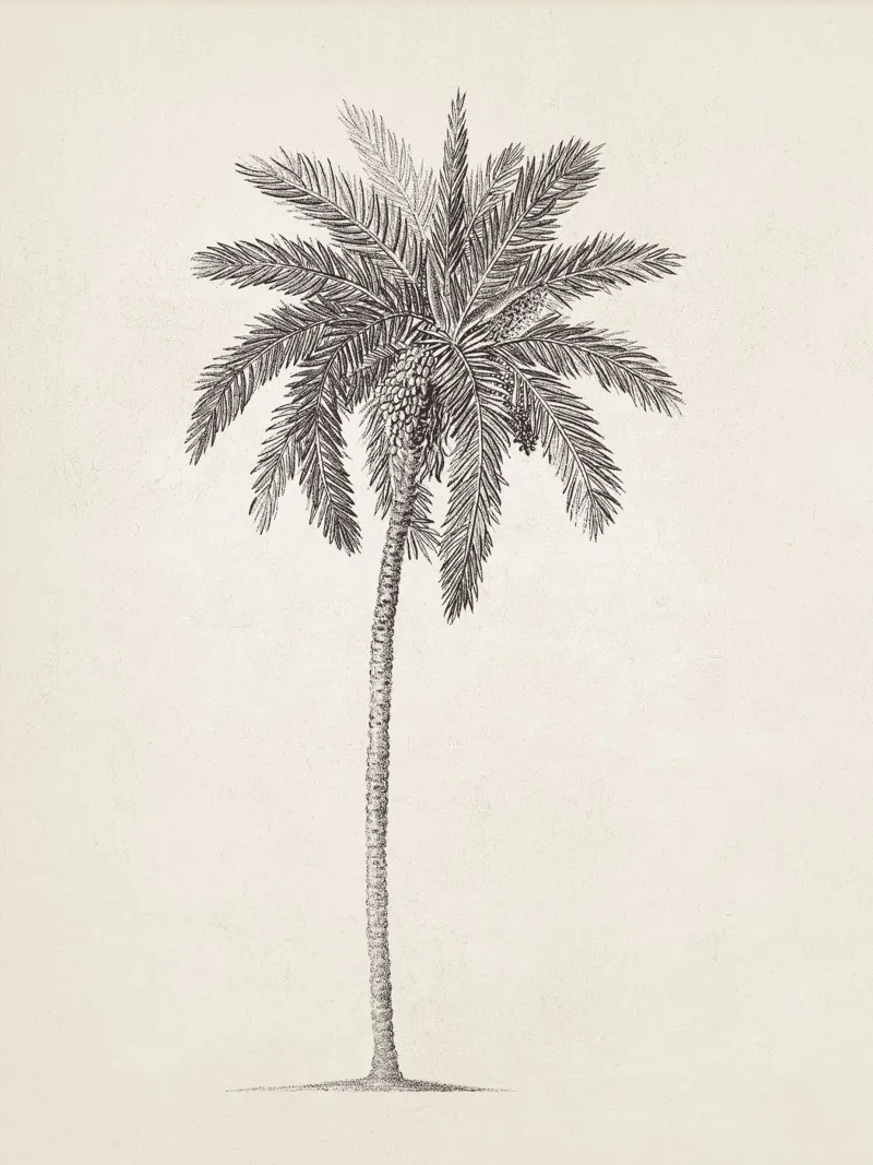 Palm Tree Sketch no. 09 plexiglass da apoloprints