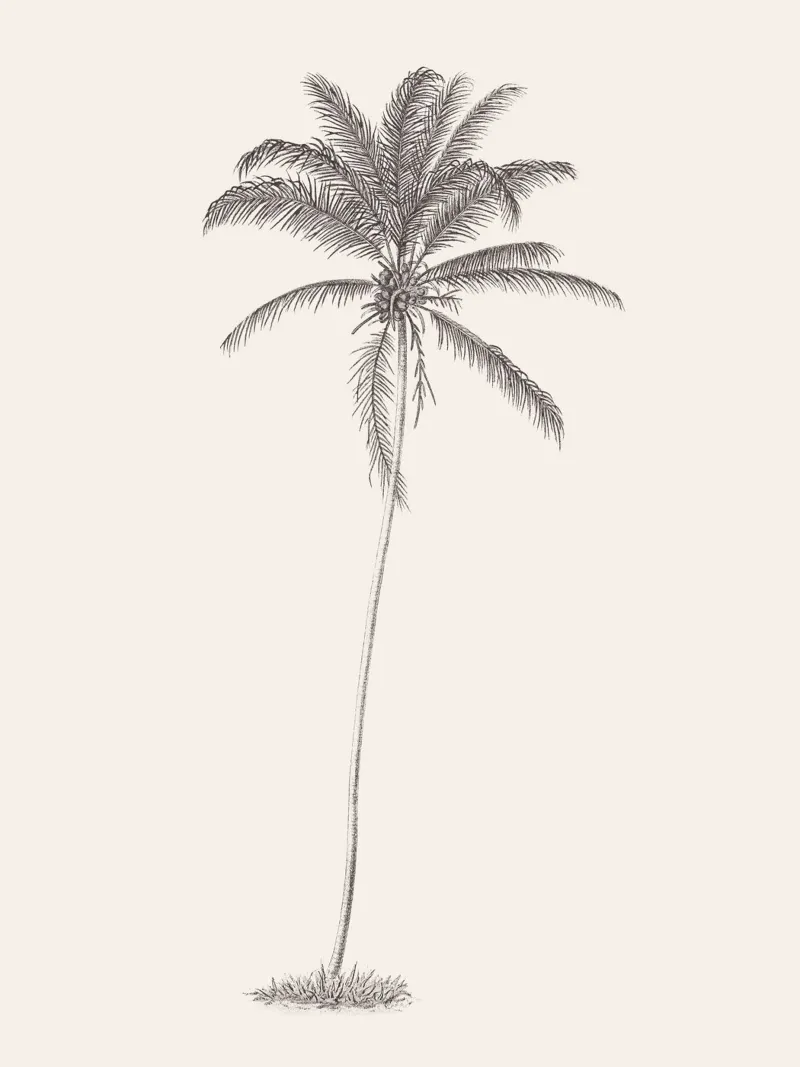 Palm Tree Sketch no. 10 hahnemühle de apoloprints