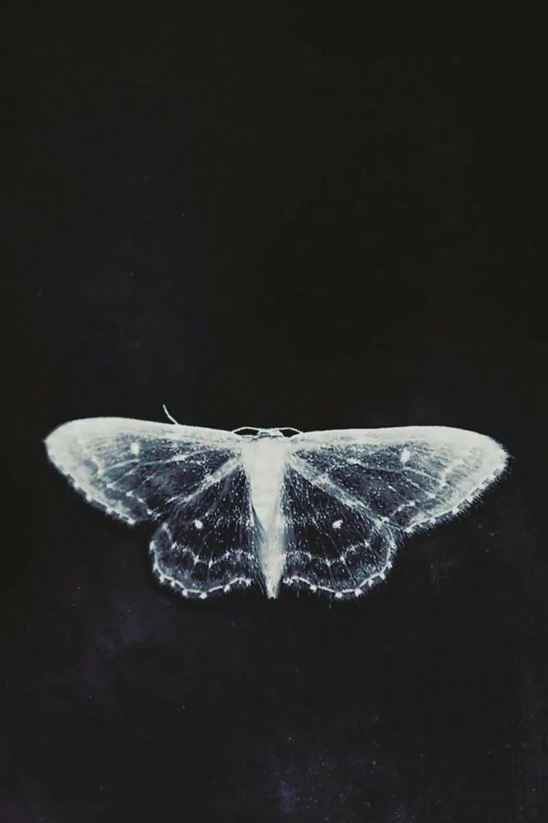 Fragile poster da Ingrid Beddoes