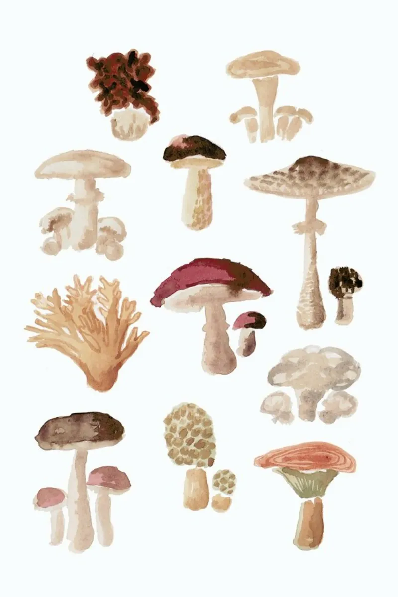 Mushrooms pellicola backlit da Farina Kuklinski