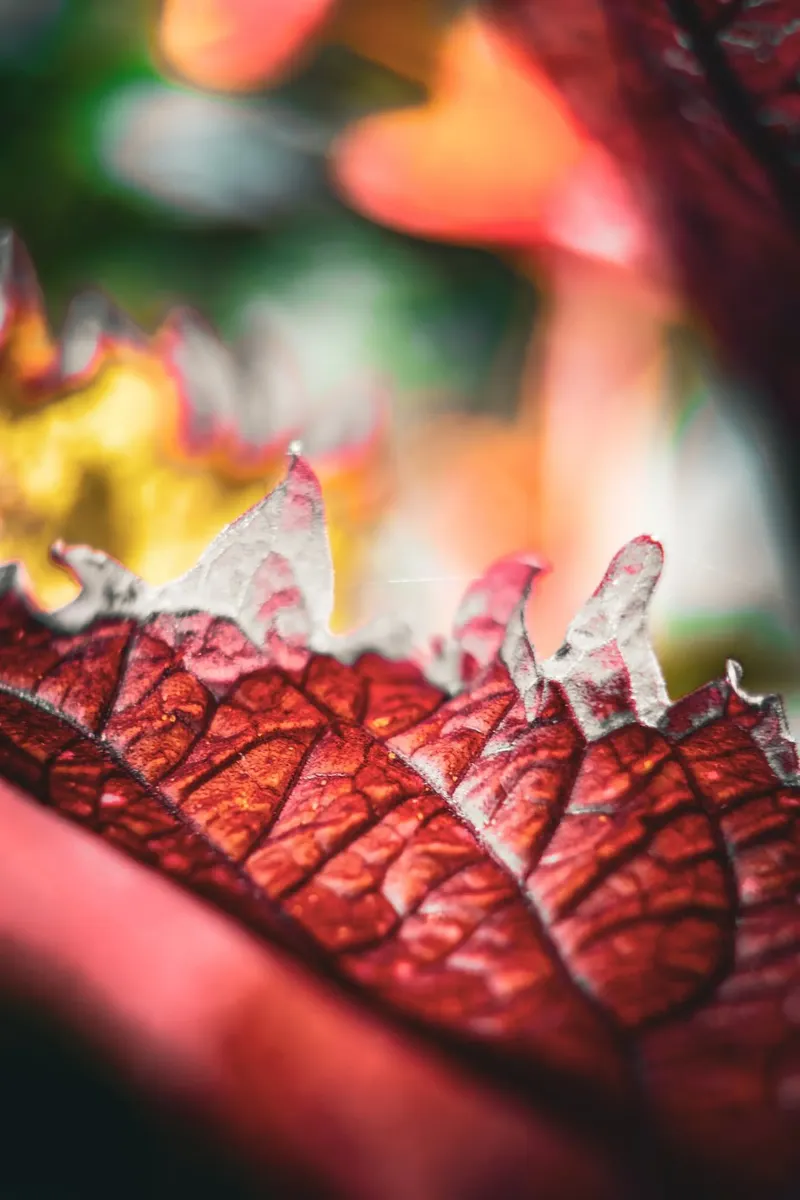Herbst carta hahnemühle da Jonas Klein