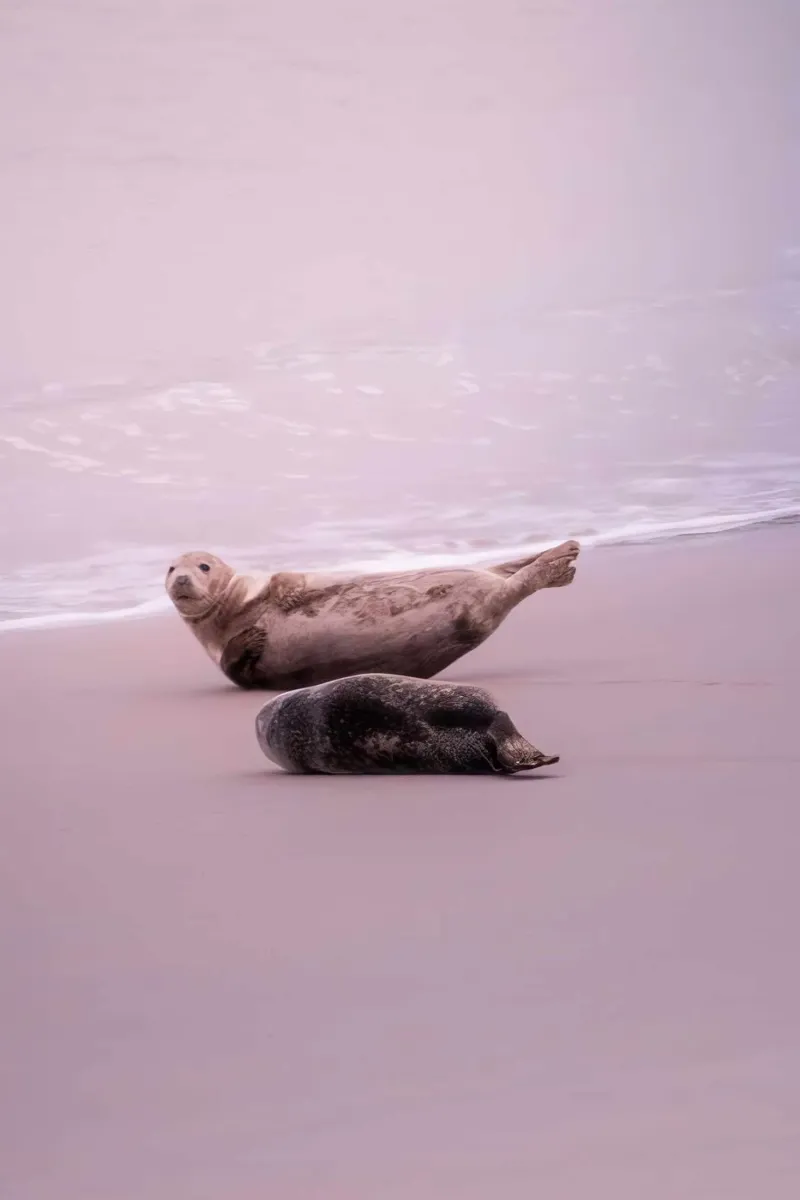 Dos focas descansan en la playa rosa poster con marco de aluminio de Léa Lefebvre Photography