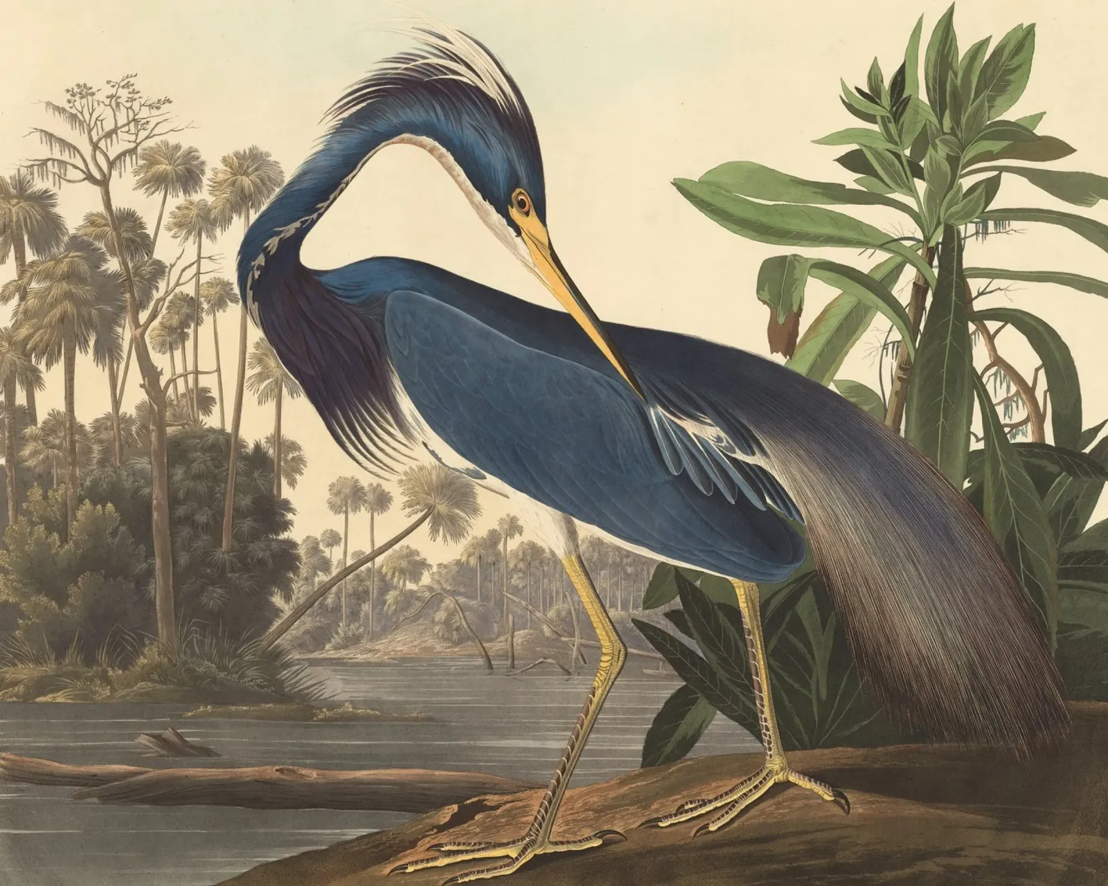 John James Audubon - Airone della Louisiana poster con telaio in alluminio da Timeless Artworks