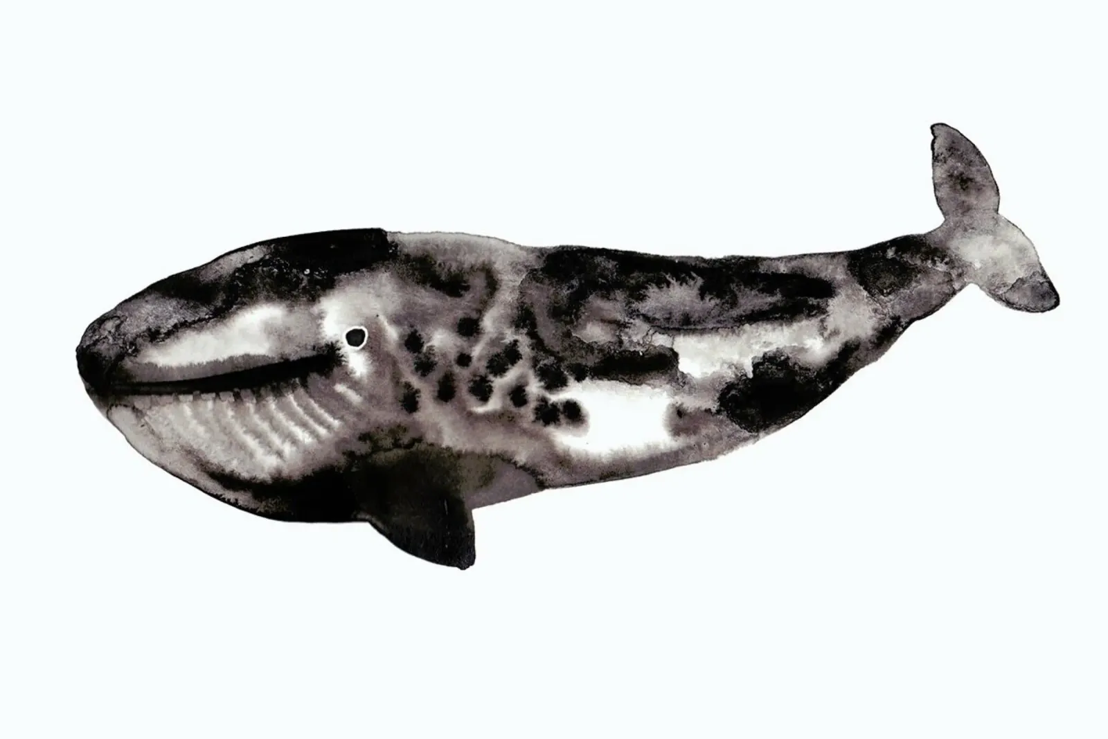 Whale pellicola backlit da Farina Kuklinski