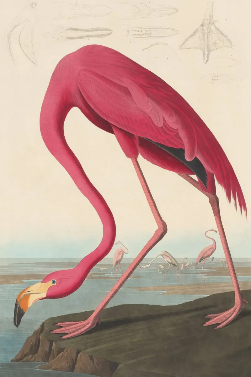 John James Audubon - Amerikaanse flamingo canvas van Timeless Artworks