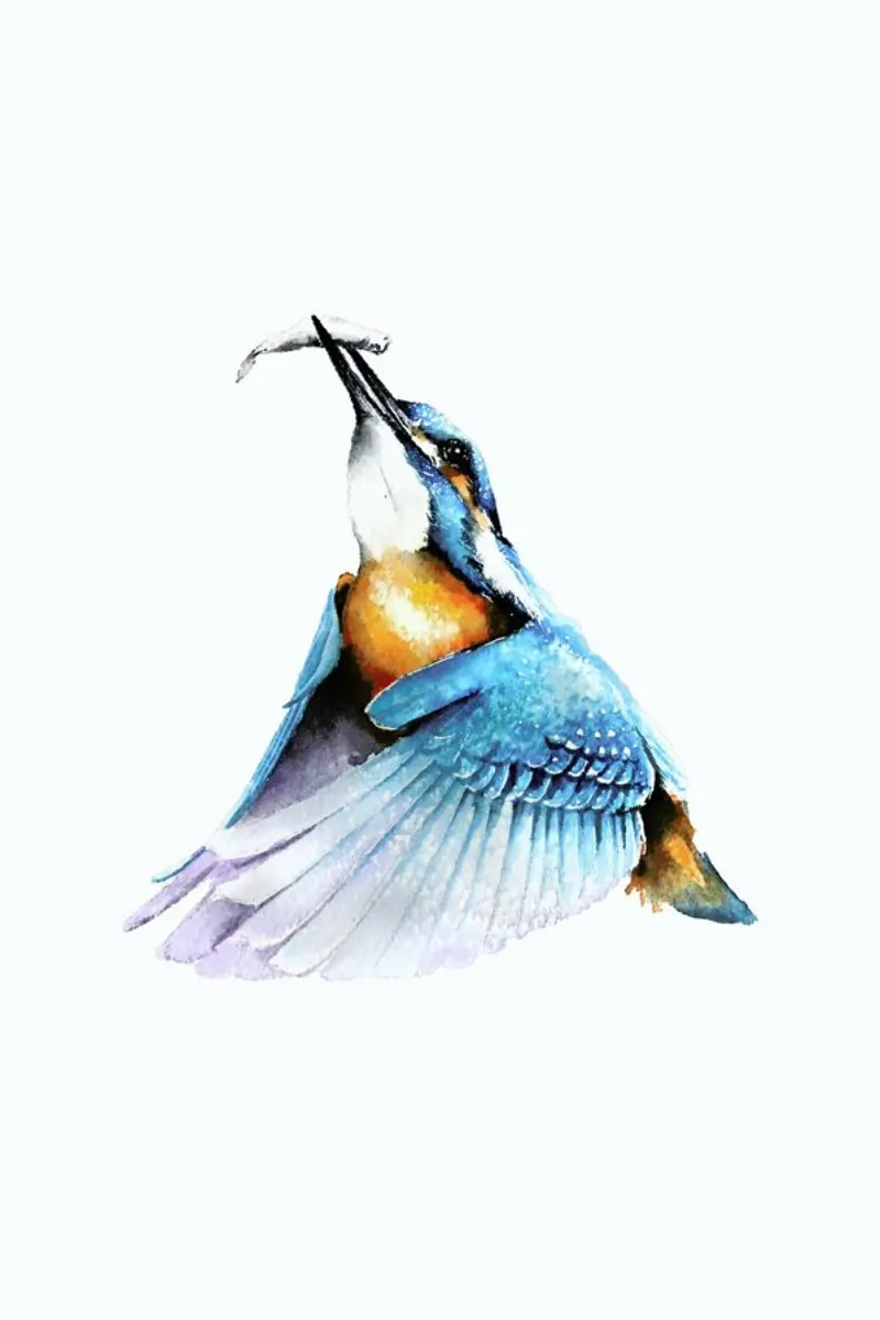 Flying Kingfisher alluminio dibond da Karolina Kijak