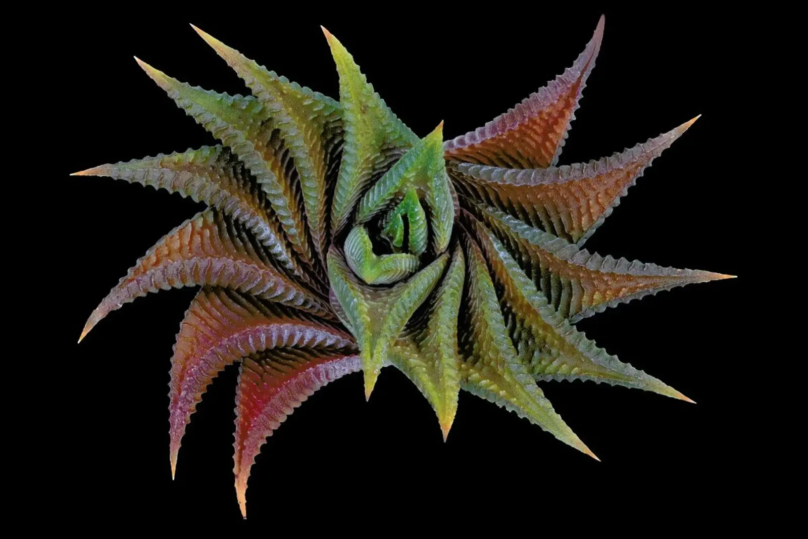 Haworthia Limifolia - Victor Mozqueda poster con telaio in legno da Pictufy