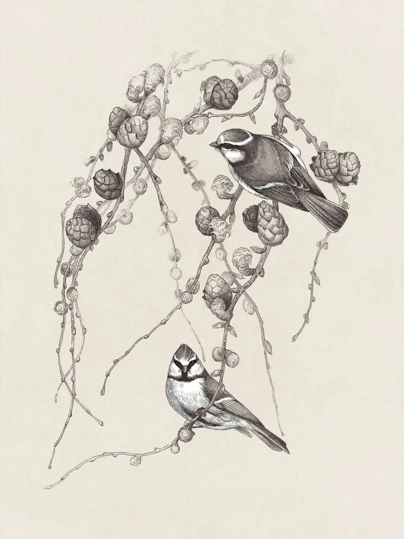 Blue Tit Bird Sketch plexiglass da apoloprints