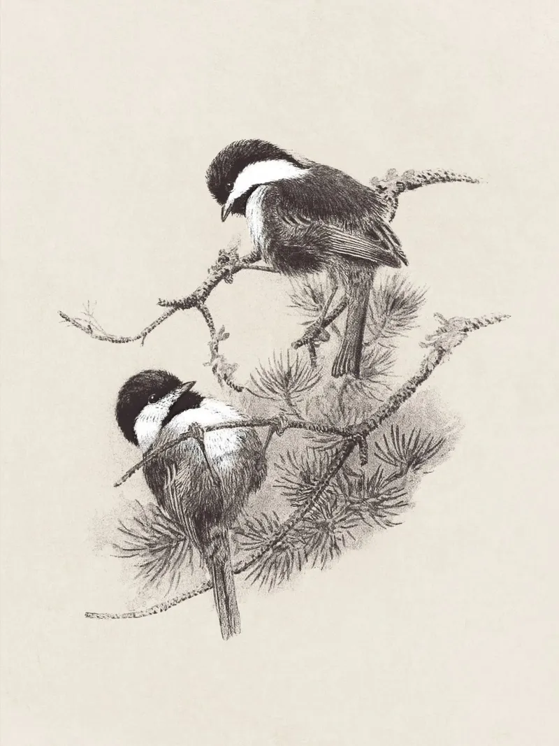 Chickadees Sketch alluminio dibond da apoloprints