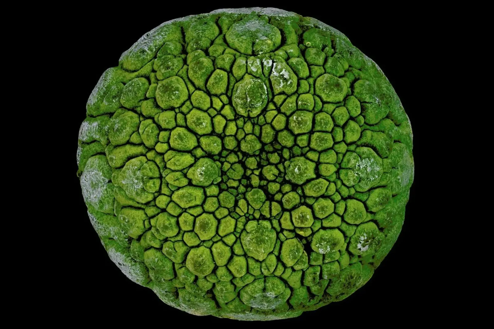 Pseudolithos Migiurtinus - Victor Mozqueda poster met kunststof frame van Pictufy