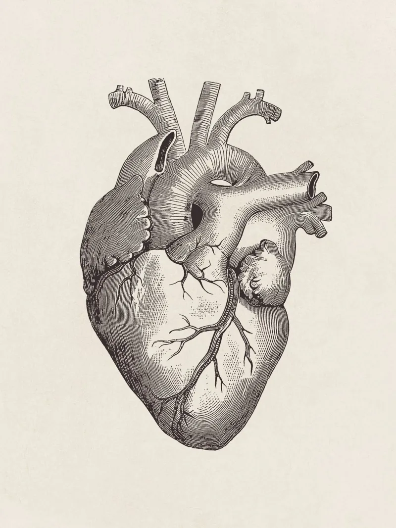 Heart Sketch plexiglass da apoloprints