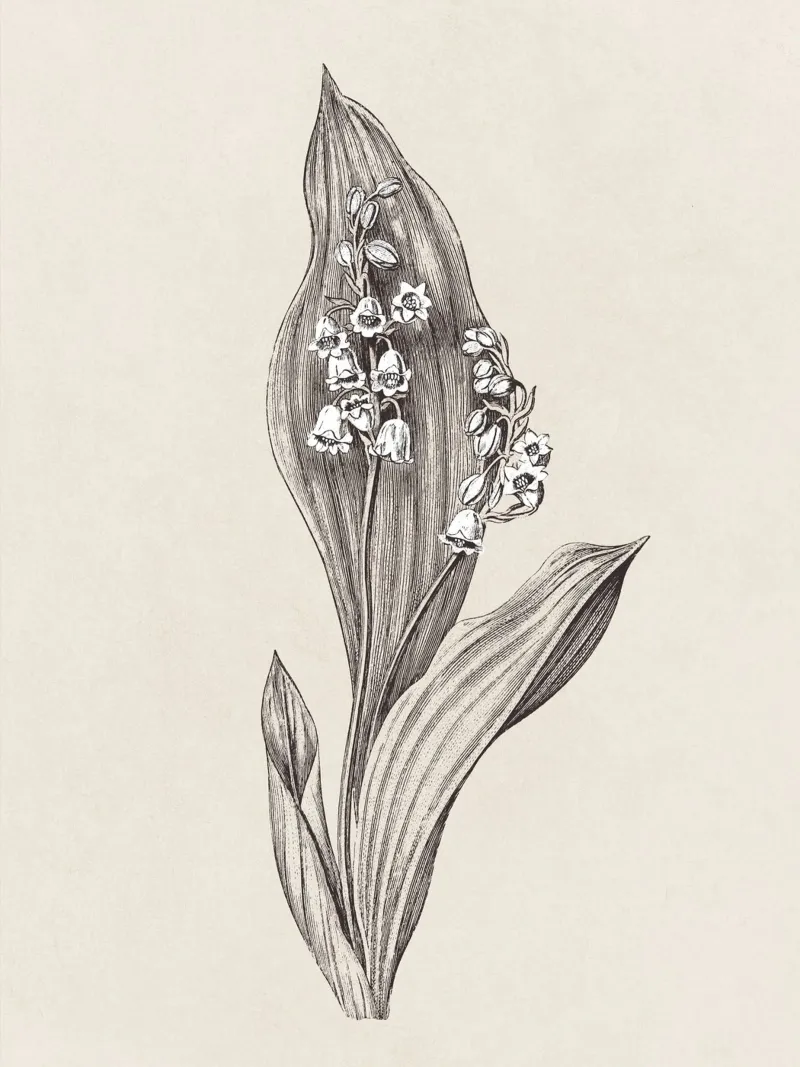 Lily of the valley no. 1 carta hahnemühle da apoloprints