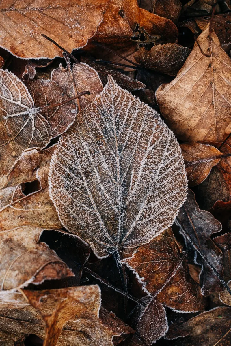 Feuilles d'automne à la structure givrée, photographie de nature en hiver hahnemühle de Bold and Retro