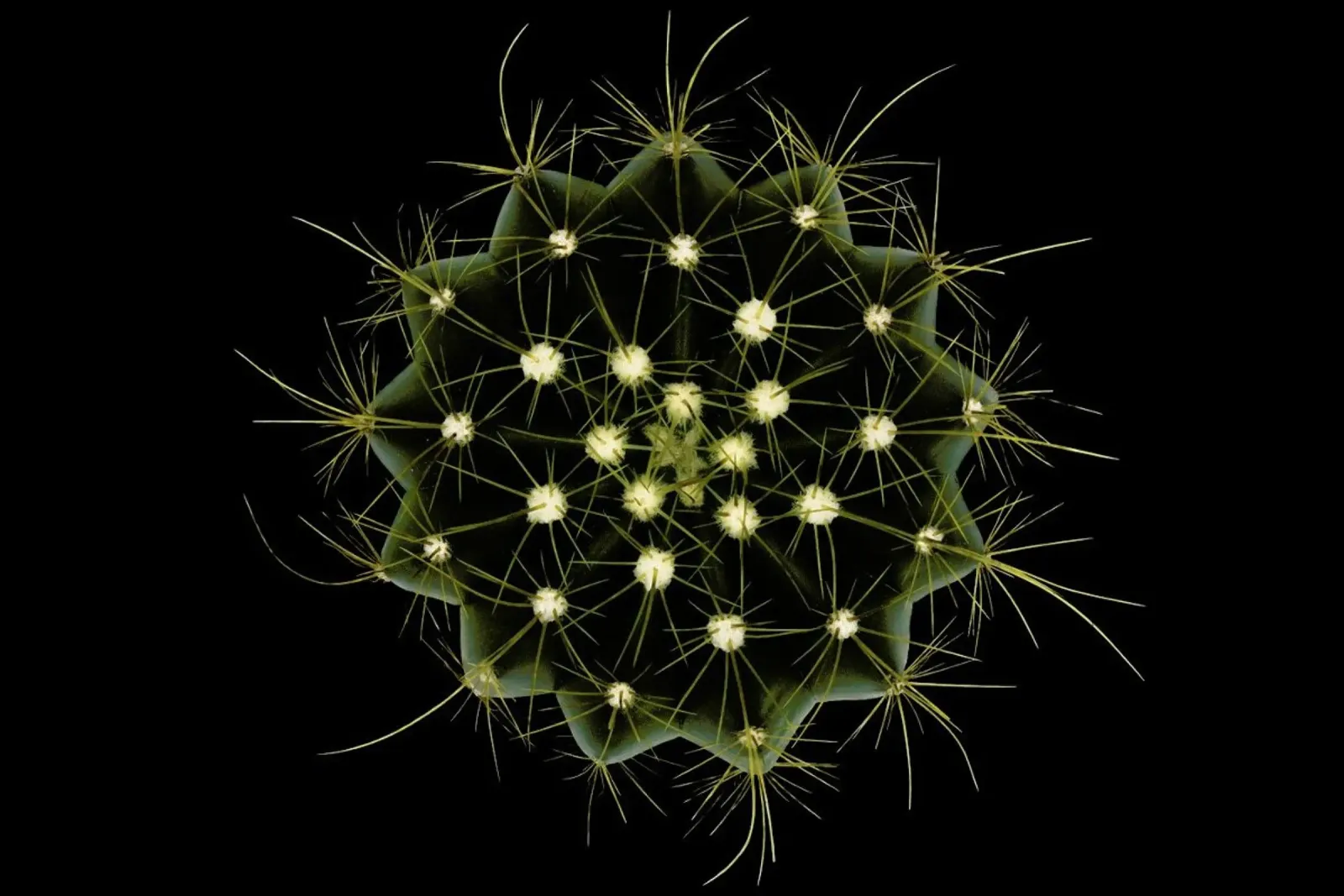 Coleocephalocereus Aureus - Victor Mozqueda poster da Pictufy