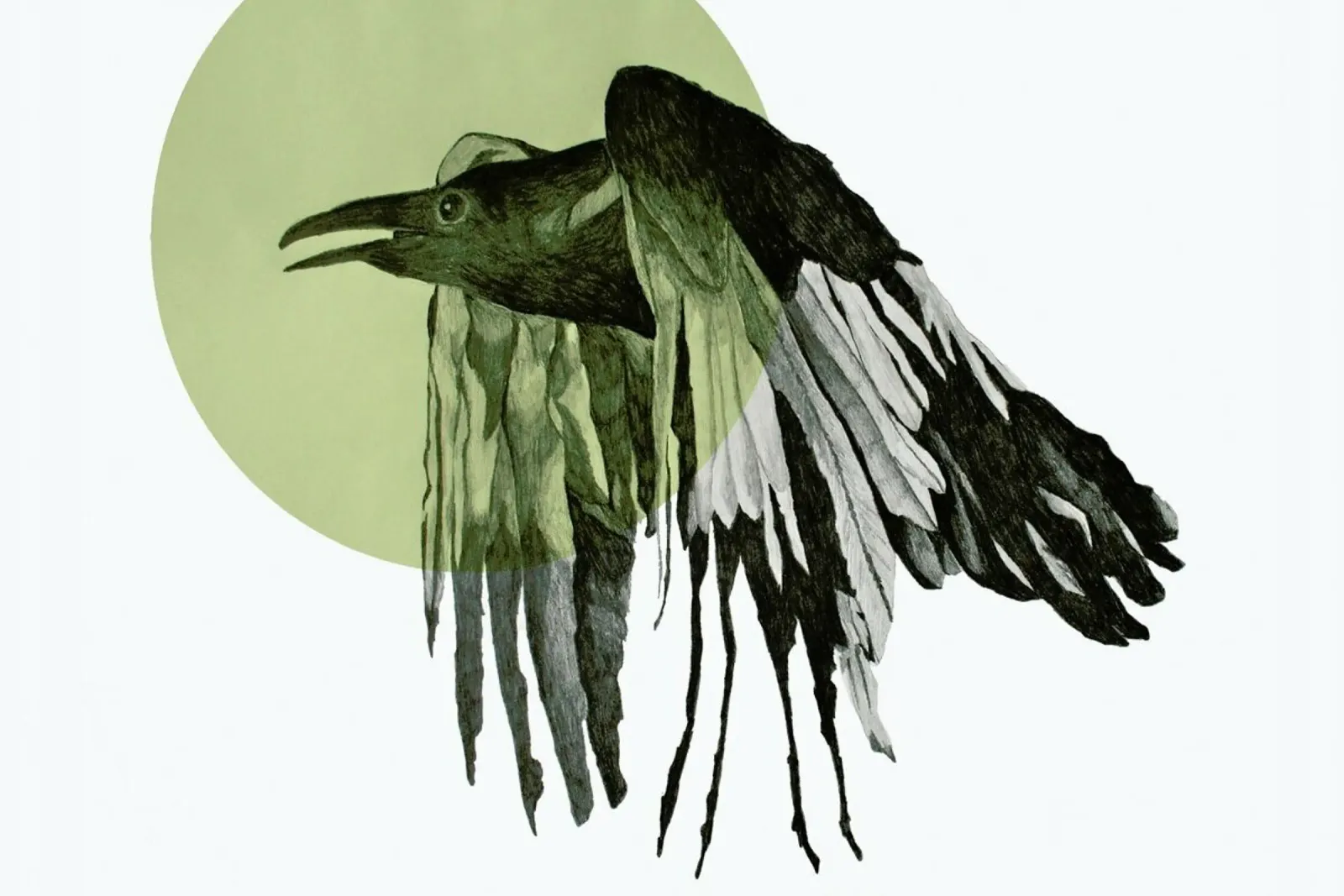 Raven pellicola backlit da Morgan Kendall