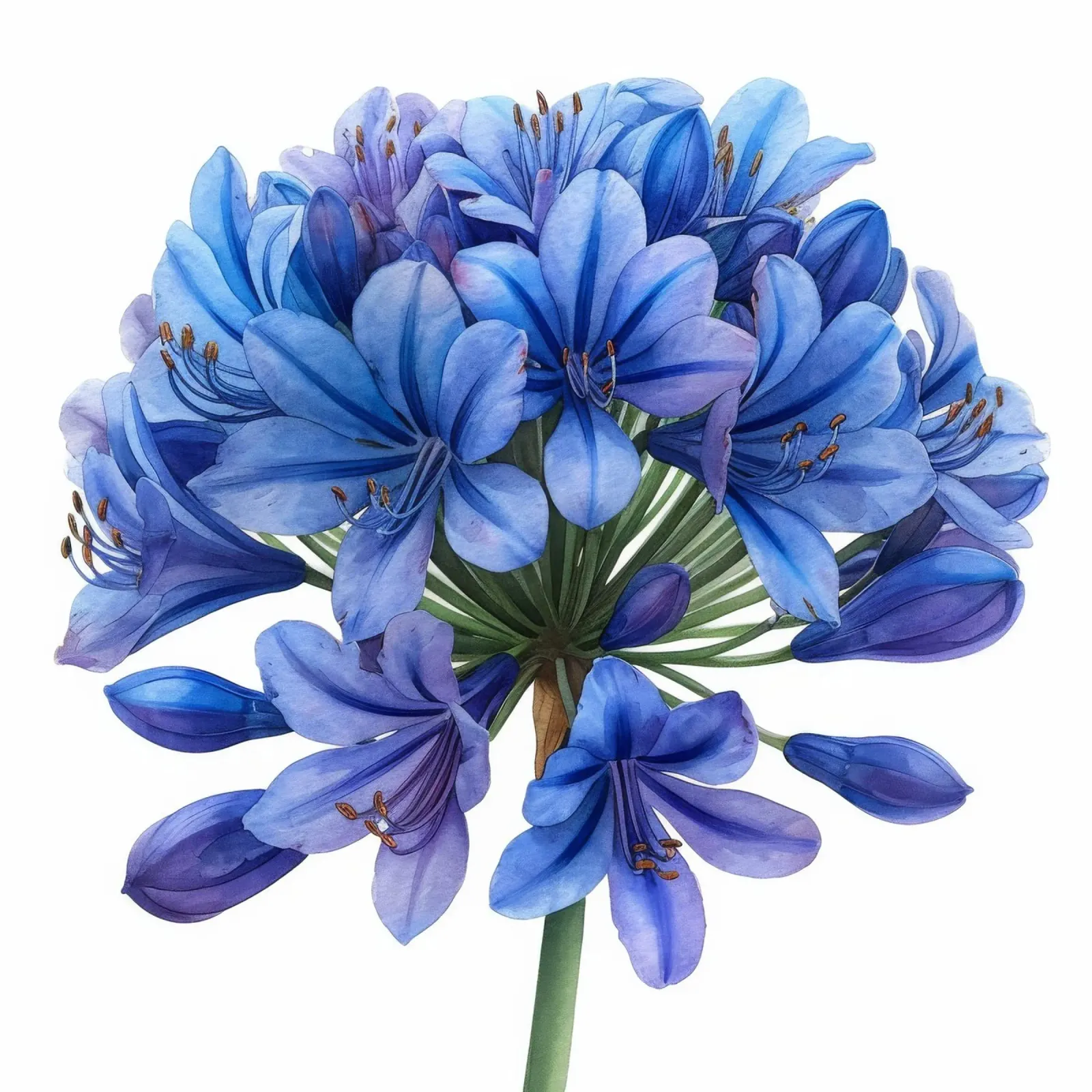 Fiore di agapanto 4 poster con telaio in legno da Bold Blooms