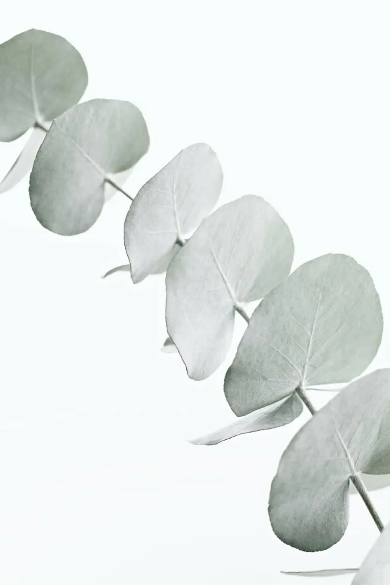 Eucalyptus White 3 pellicola backlit da Monika Strigel