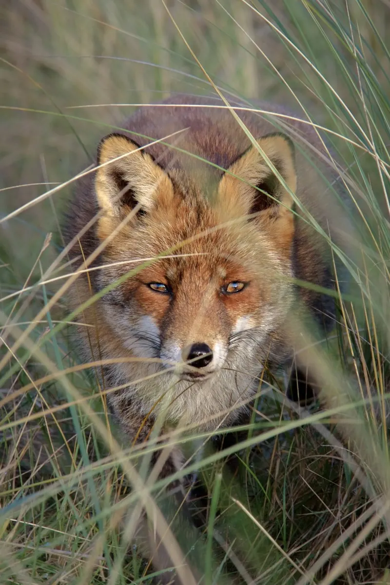 Foxy Eyes carta hahnemühle da pilotpegasus