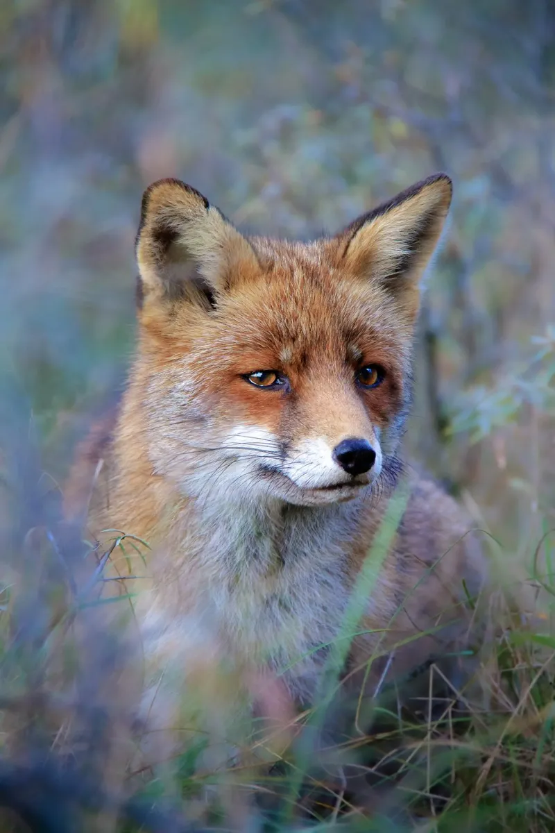 Dreamy Fox Poster mit Aluminium Rahmen von pilotpegasus