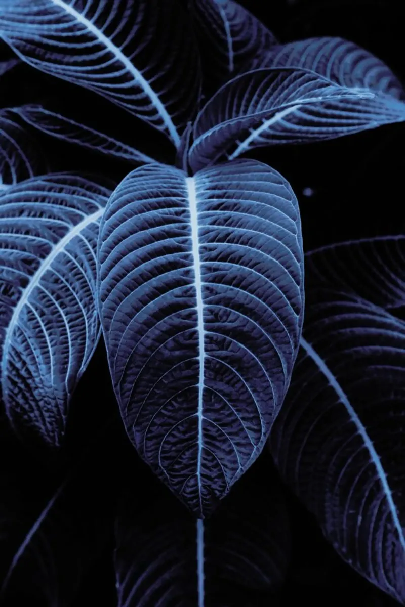 Leaf Me Alone 01 pellicola backlit da Froilein Juno
