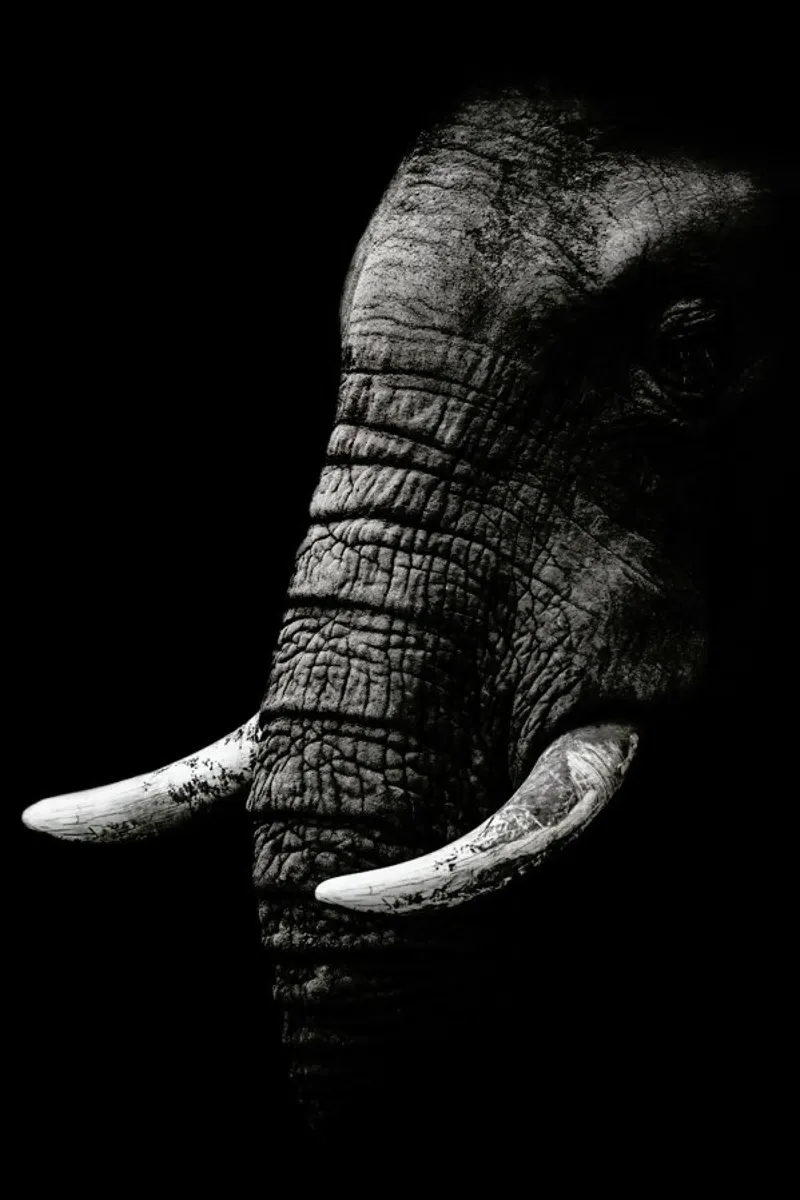 Portrait - Wild Photo Art poster con telaio in alluminio da Pictufy